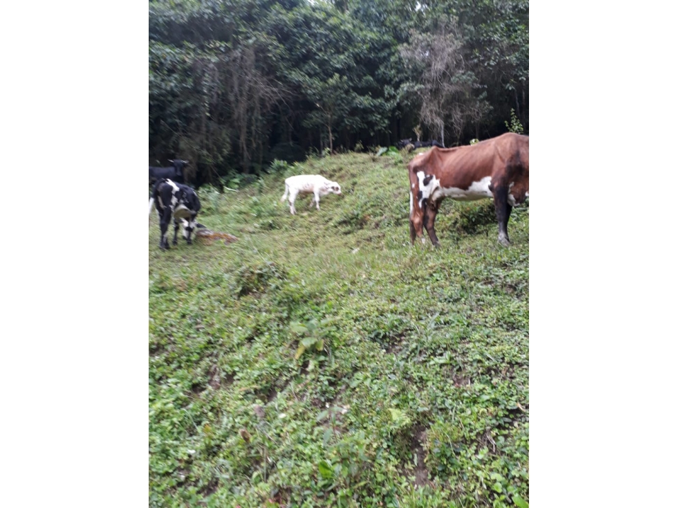 SE VENDE FINCA EN EL MUNICIPIO PIJAO QUINDIO. - 6