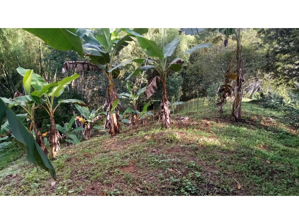VENTA FINCA EN BUENAVISTA QUINDIO COLOMBIA . 3207746921-3162818031 — foto 2