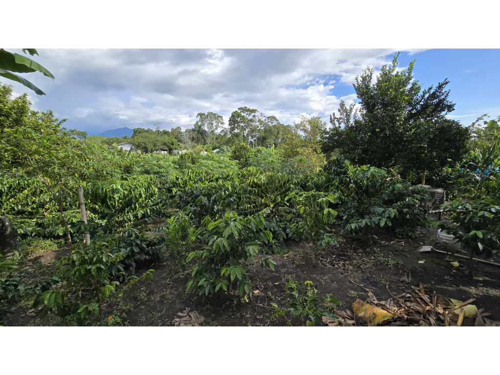 SE VENDE CASA LOTE CON CULTIVOS VIA AL CAIMO, QUINDIO COLOMBIA - 6