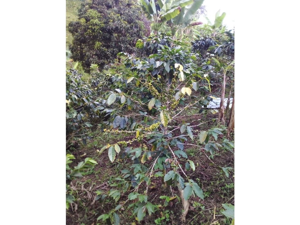 SE VENDE FINCA EN EL MUNICIPIO DE CORDOBA QUINDIO COLOMBIA - 6