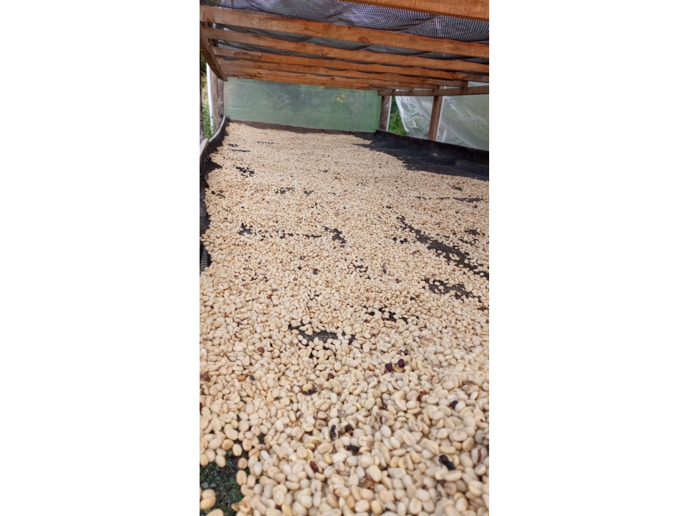 SE VENDE FINCA EN CAJAMARCA TOLIMA - 6