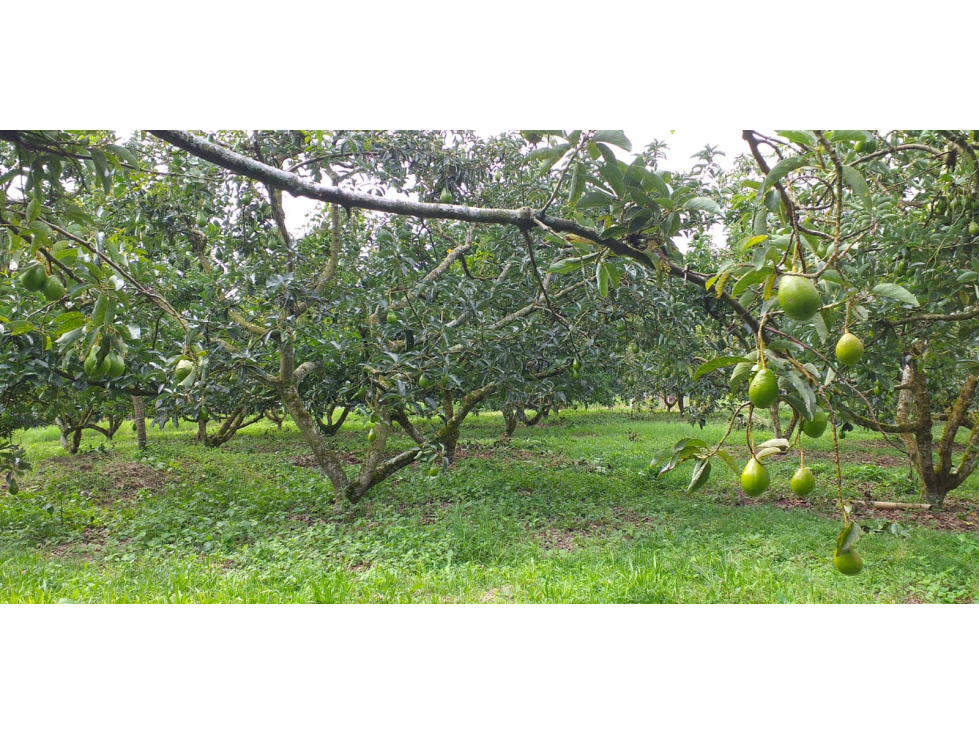 VENTA LOTE SUR ARMENIA QUINDIO, COLOMBIA. CEL. 320 7746921 — foto 3