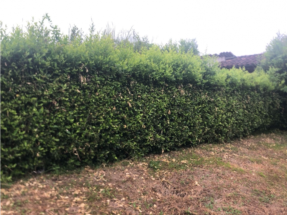 SE VENDE LOTE- LA TEBAIDA QUINDIO - 6