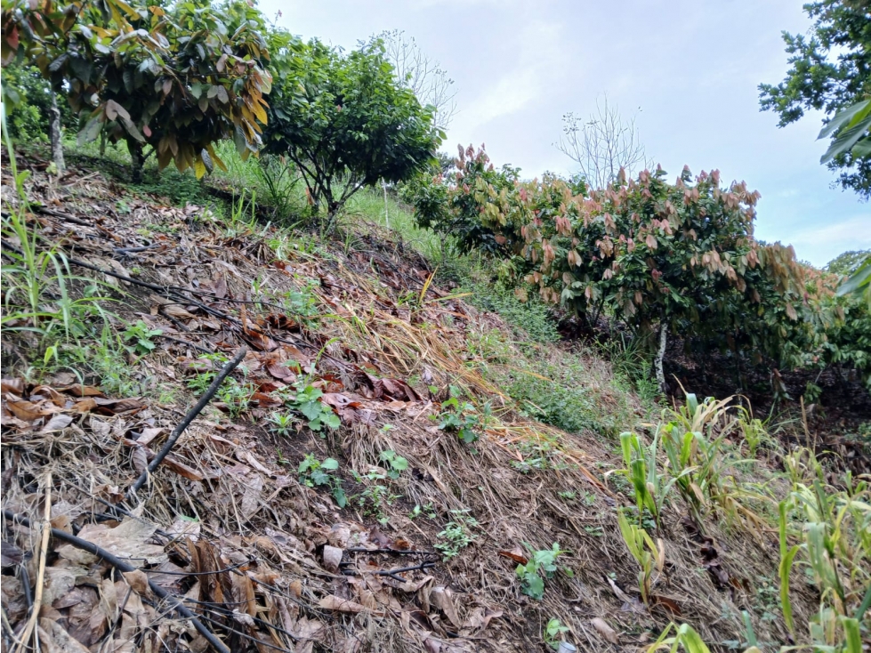 SE VENDE FINCA EN SEVILLA VALLE- COLOMBIA - 6