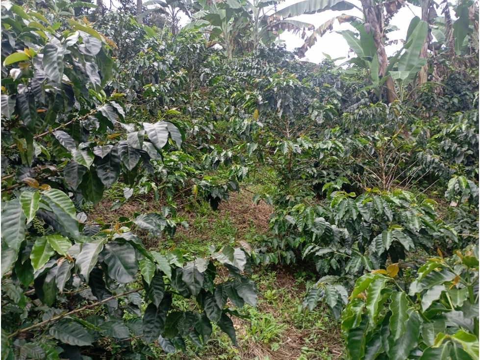 FINCA EN VENTA, CAICEDONIA VALLE - 6