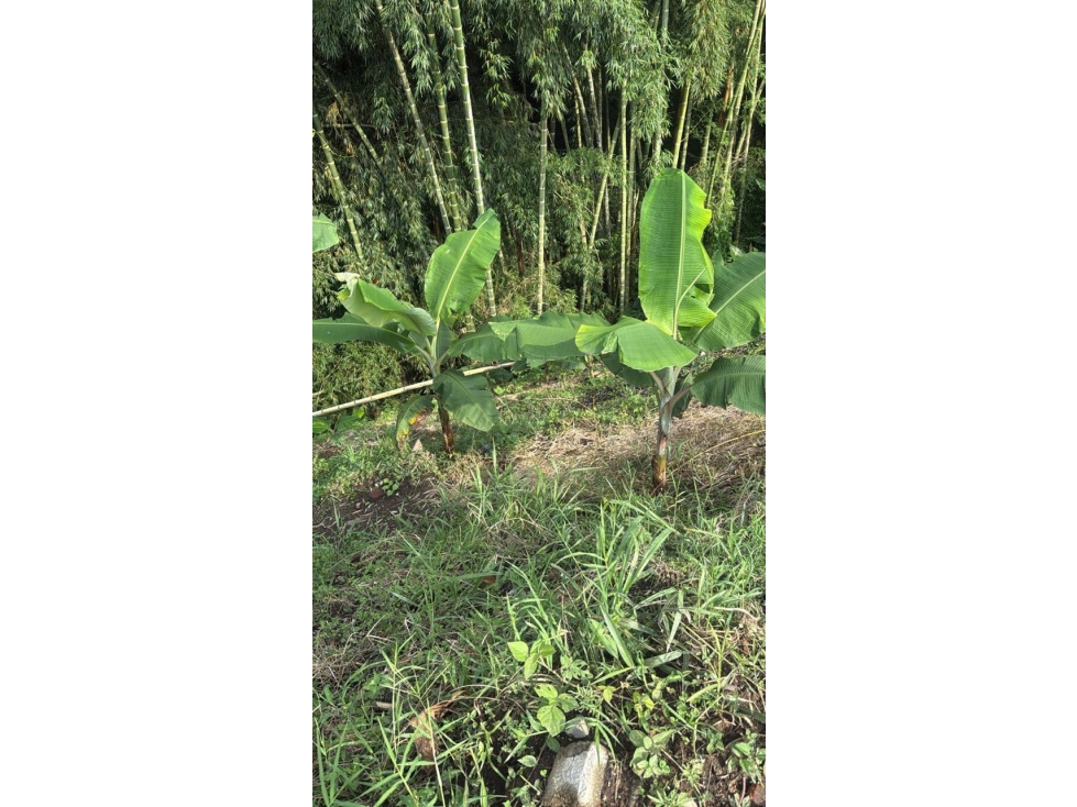 se vende lote Circasia Quindio — foto 6