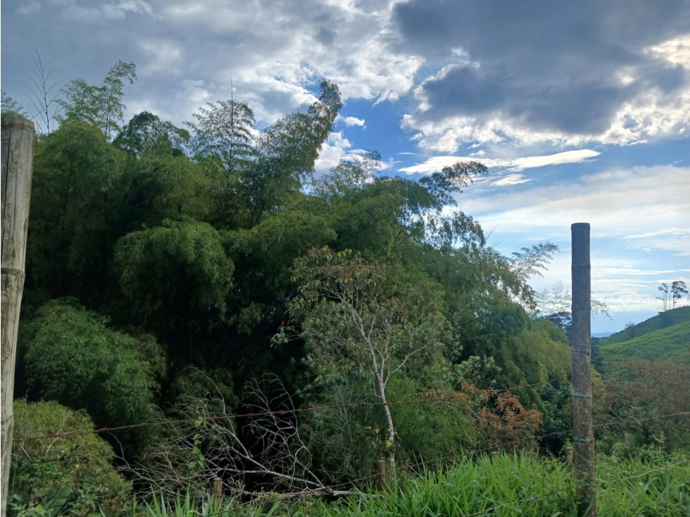 VENTA FINCA FILANDIA QUINDIO COLOMBIA 3207746921 — foto 6