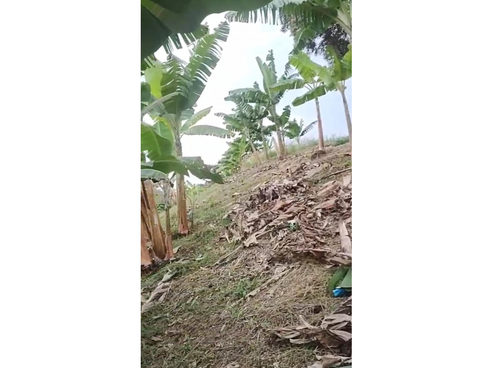 VENTA FINCA COROZAL VALLE DEL CAUCA COLOMBIA-3207746921 - 4