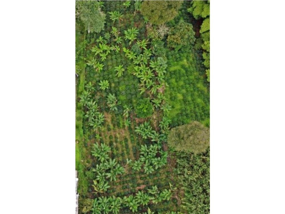 VENTA LOTE NORTE ARMENIA QUINDIO COLOMBIA 3156194358 — foto 3
