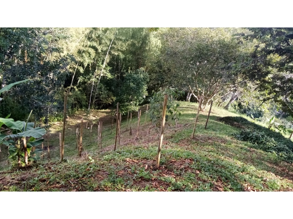 VENTA FINCA EN BUENAVISTA QUINDIO COLOMBIA . 3207746921-3162818031