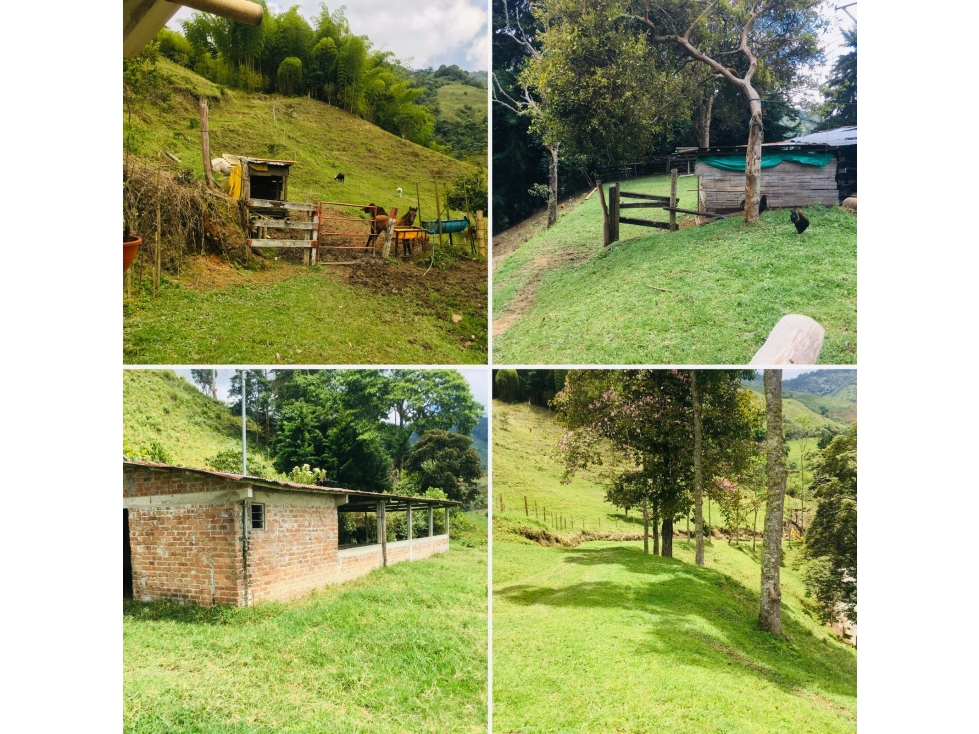 SE VENDE FINCA EN EL MUNICIPIO DE CORDOBA QUINDIO COLOMBIA - 3