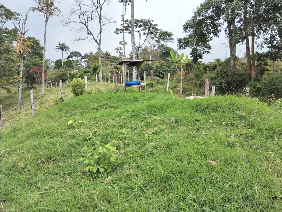 FINCA PARA LA VENTA- CORDOBA QUINDIO - 2