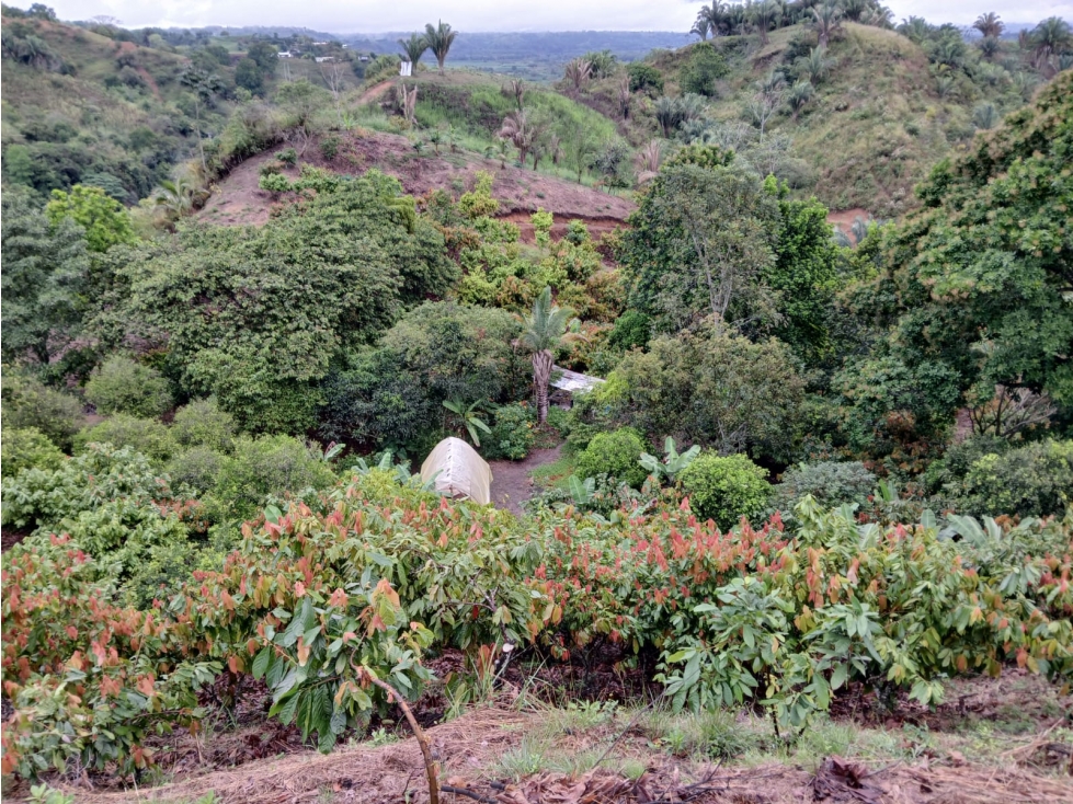 SE VENDE FINCA EN SEVILLA VALLE- COLOMBIA - 3