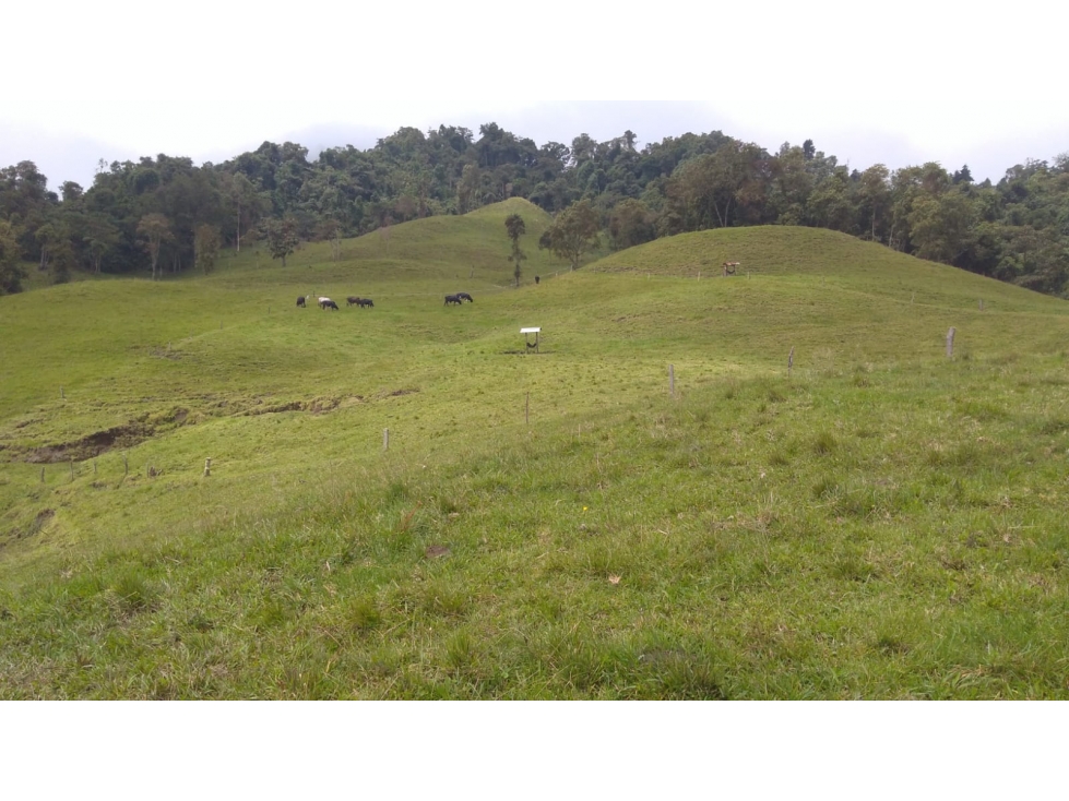 SE VENDE FINCA EN MANIZALES CALDAS COLOMBIA — foto 3