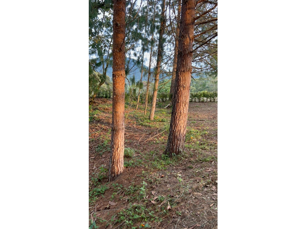 Lote en venta en El Canada, El Carmen de Viboral 2.000 m² — foto 3