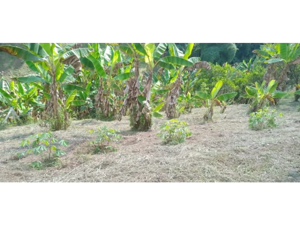 Venta Lote en Quimbaya. Quindio - Colombia COD: 9463095 - 5