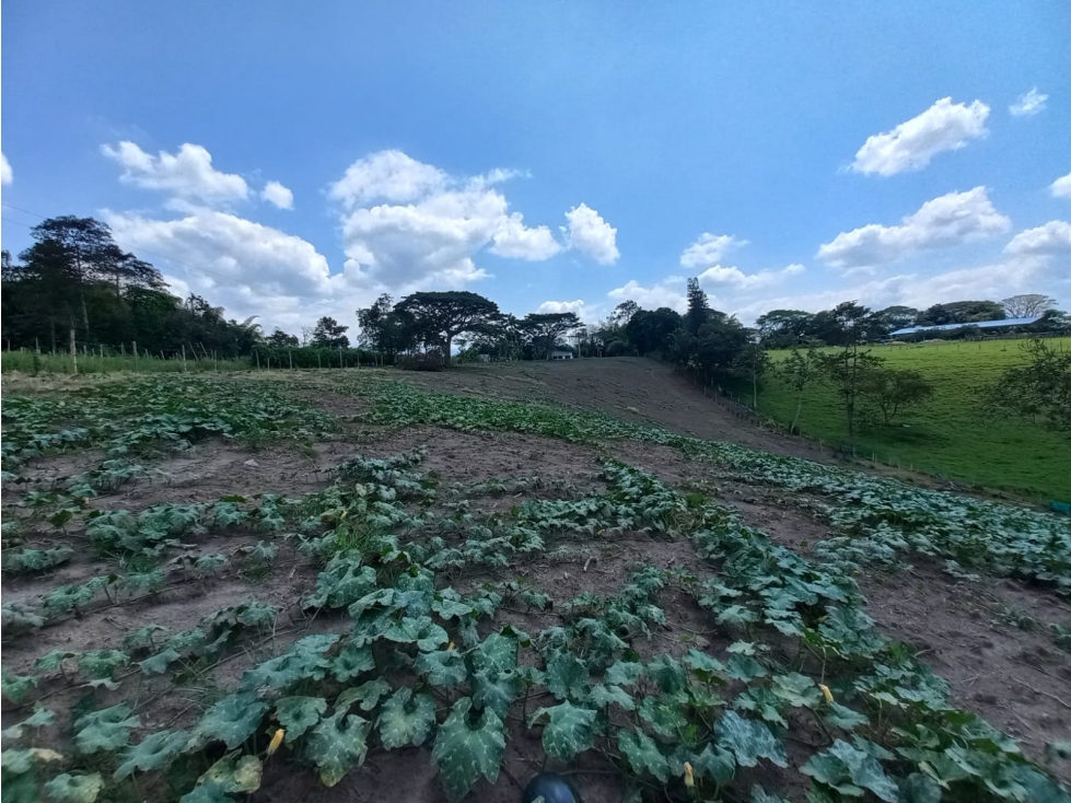 Venta Lote Sur Tebaida Quindio - Colombia COD: 6229940 - 4