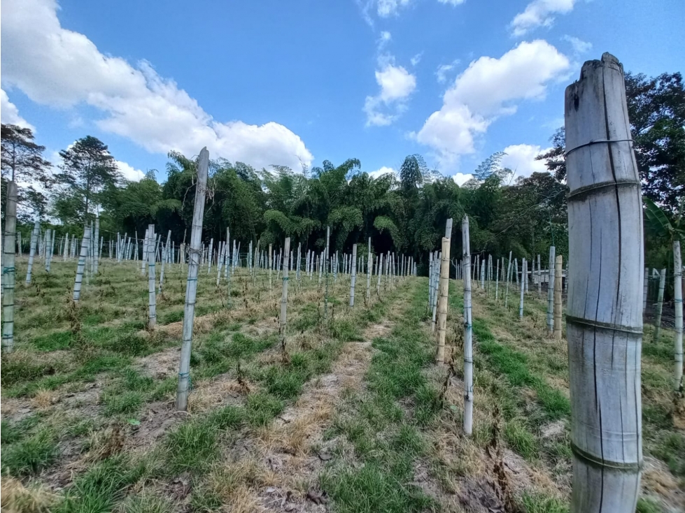 Venta Lote Sur Tebaida Quindio - Colombia COD: 6229930 - 1