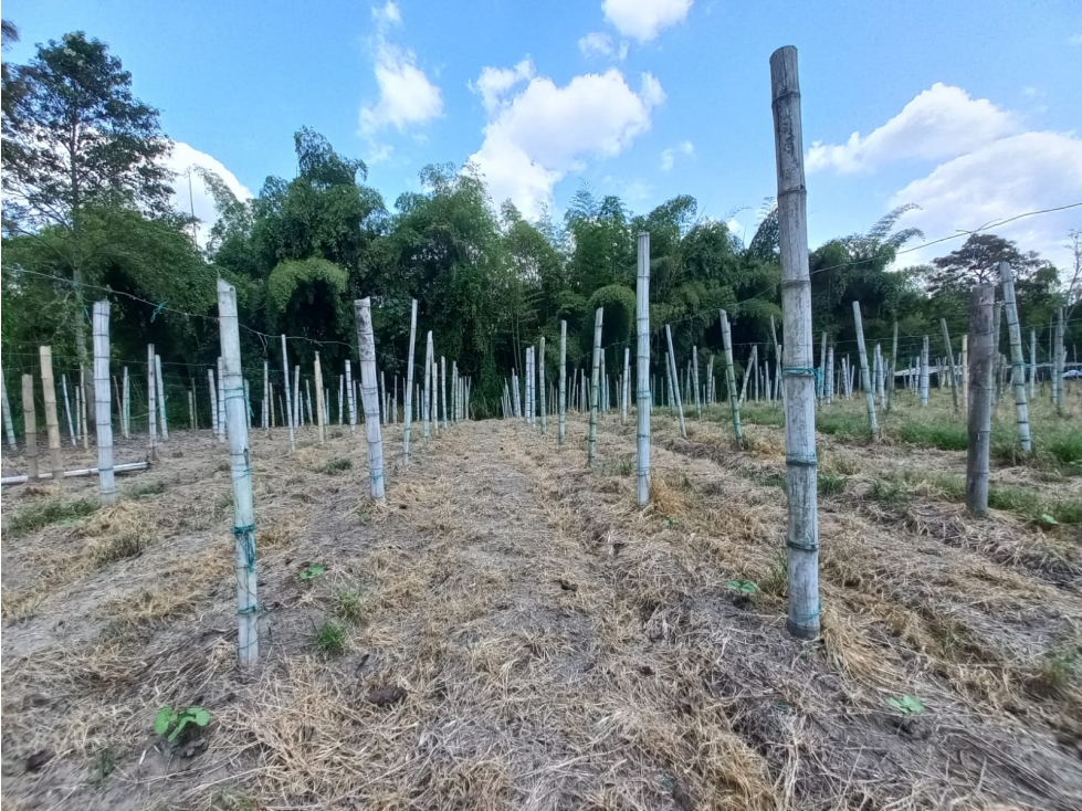 Venta Lote Sur Tebaida Quindio - Colombia COD: 6229930 - 3