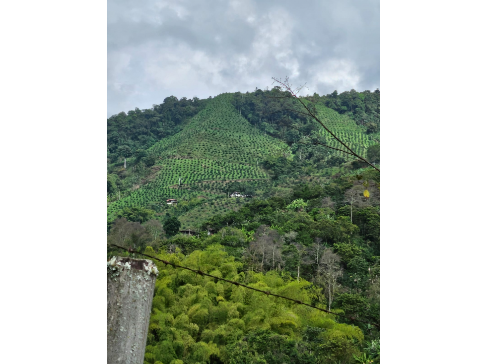Venta Finca Genova Quindio COD: 8035924 - 2