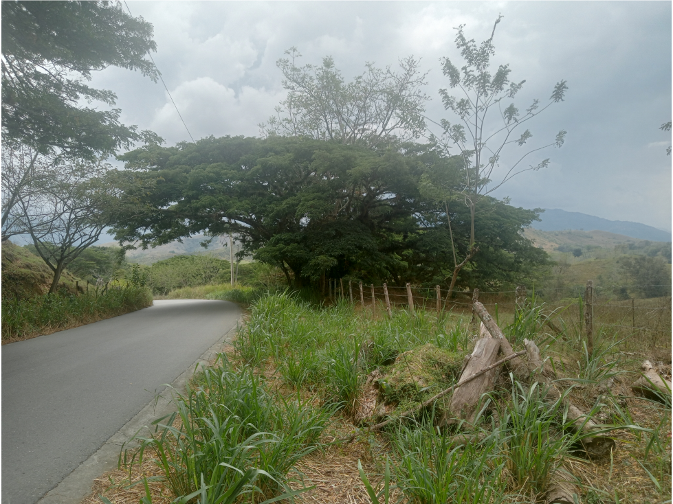 Venta Finca Sevilla vía La Paila, Valle del Cauca COD: 8201383 — foto 2
