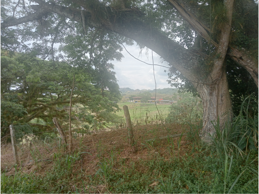 Venta Finca Sevilla vía La Paila, Valle del Cauca COD: 8201383 — foto 6