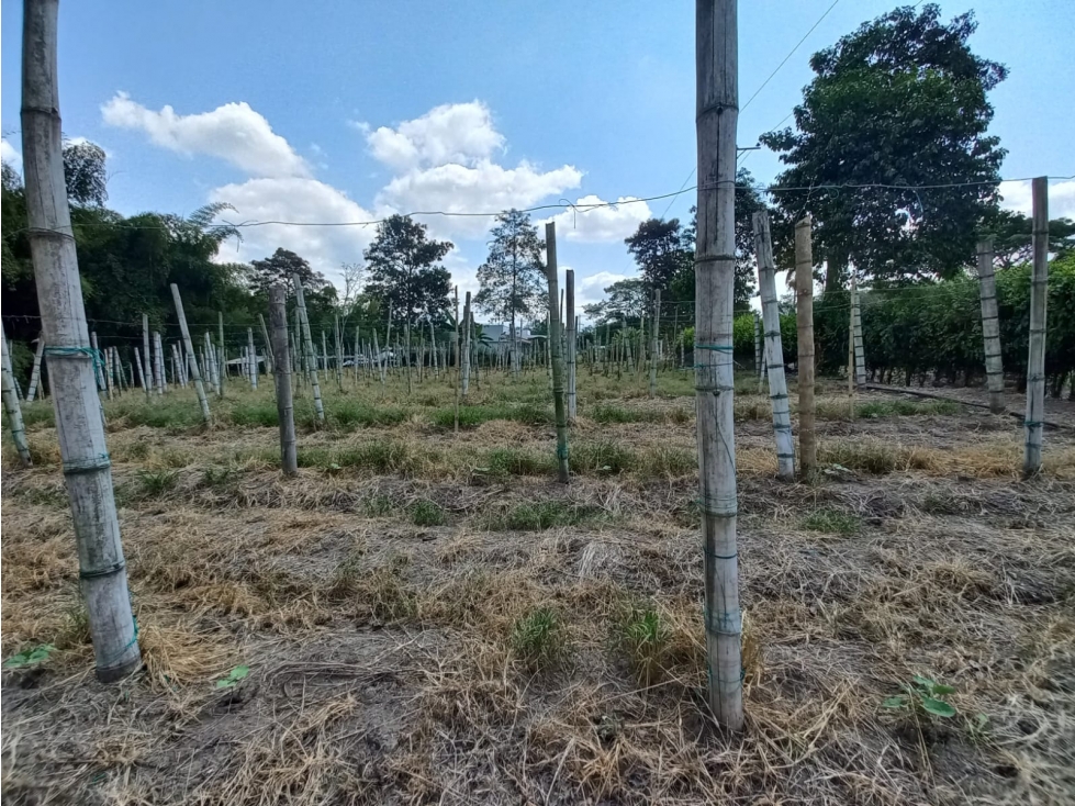 Venta Lote Sur Tebaida Quindio - Colombia COD: 6229930 - 5