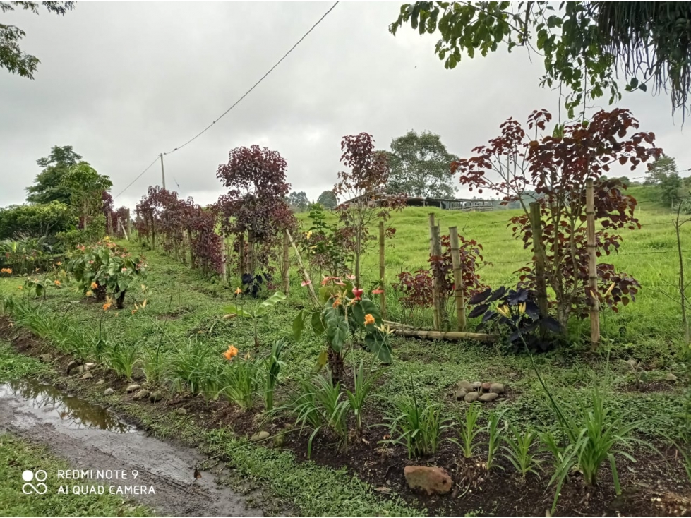 Venta Lote Filandia Quindio - Colombia COD: 3830684 - 3