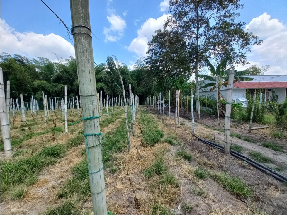 Venta Lote Sur Tebaida Quindio - Colombia COD: 6229930 - 6