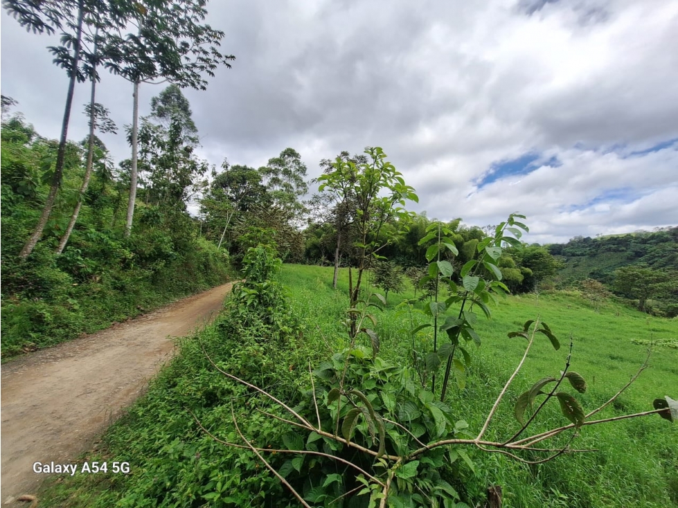 Venta Finca Salento Quindio COD: 7964950 - 3
