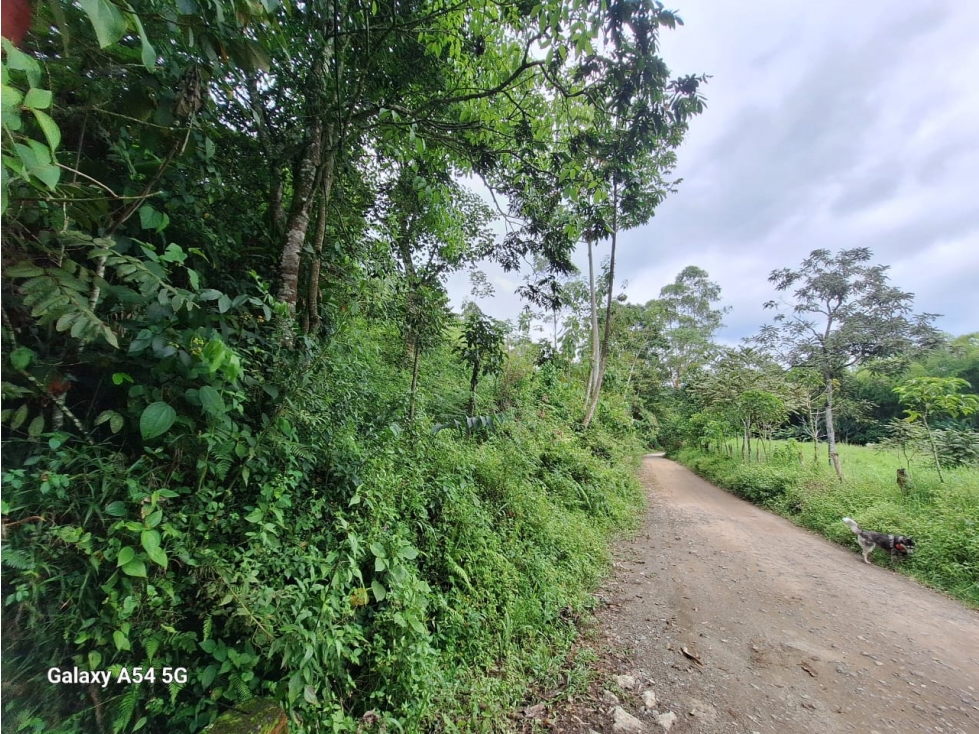 Venta Finca Salento Quindio COD: 7964950 - 2