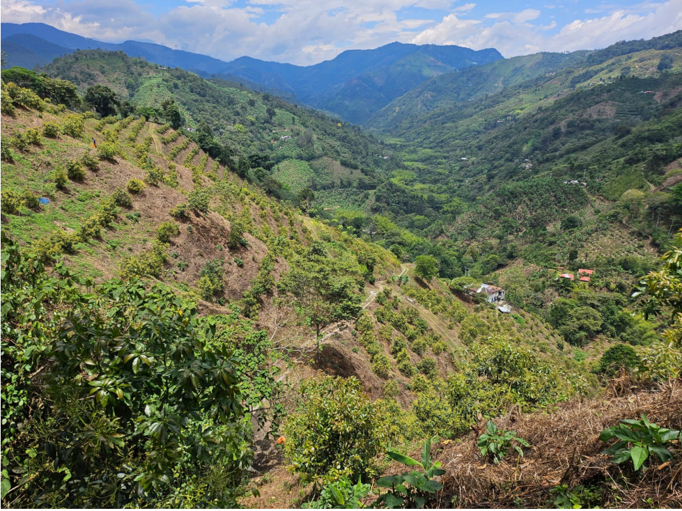 Venta Finca Genova Quindio COD: 8035924 - 3