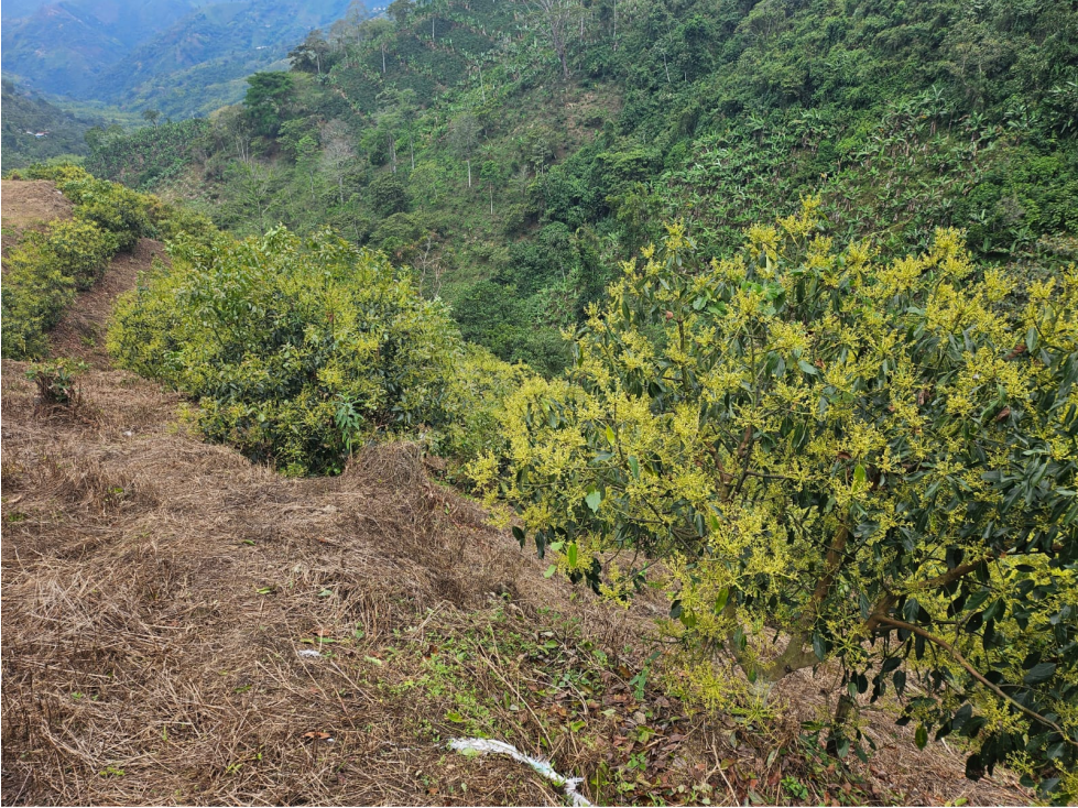 Venta Finca Genova Quindio COD: 8035924 - 4