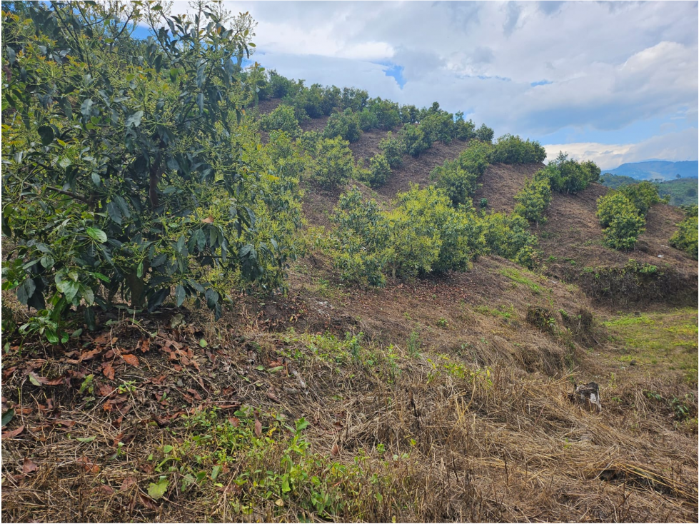 Venta Finca Genova Quindio COD: 8035924 - 6