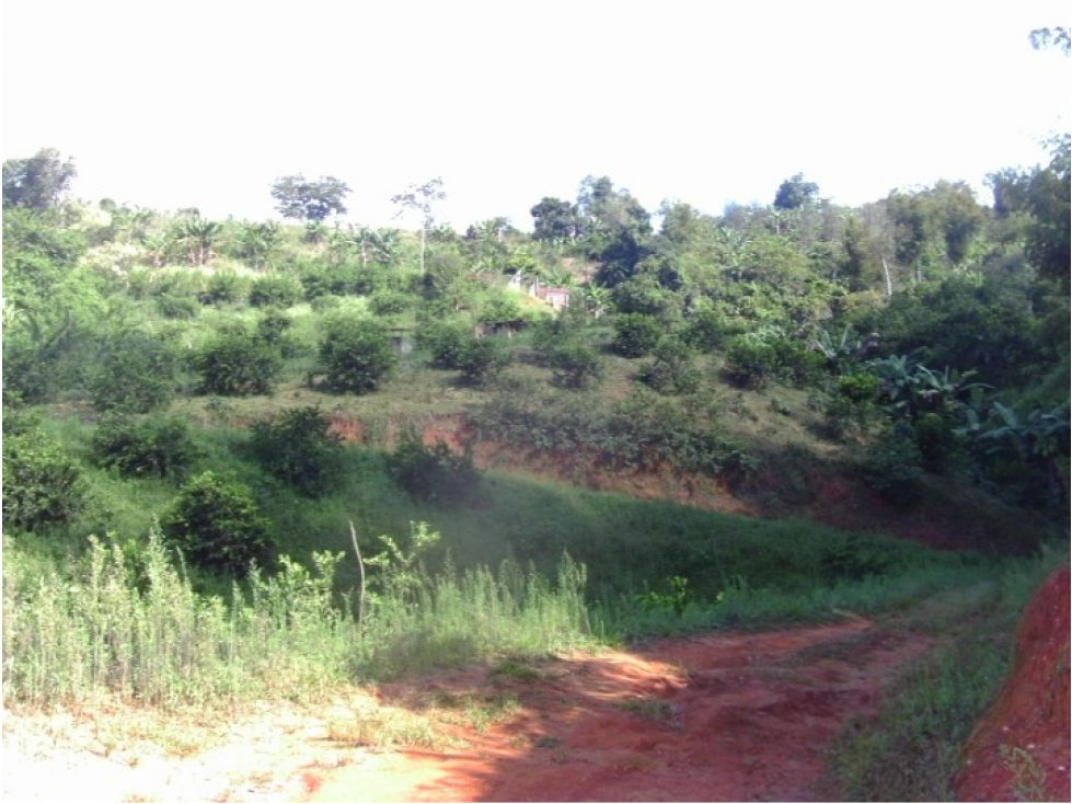Venta Finca Buenavista Quindio - Colombia COD: 9271712 - 2