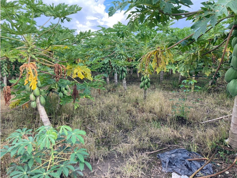 Venta Lote Tebaida Quindio - Colombia COD: 6229609 - 1