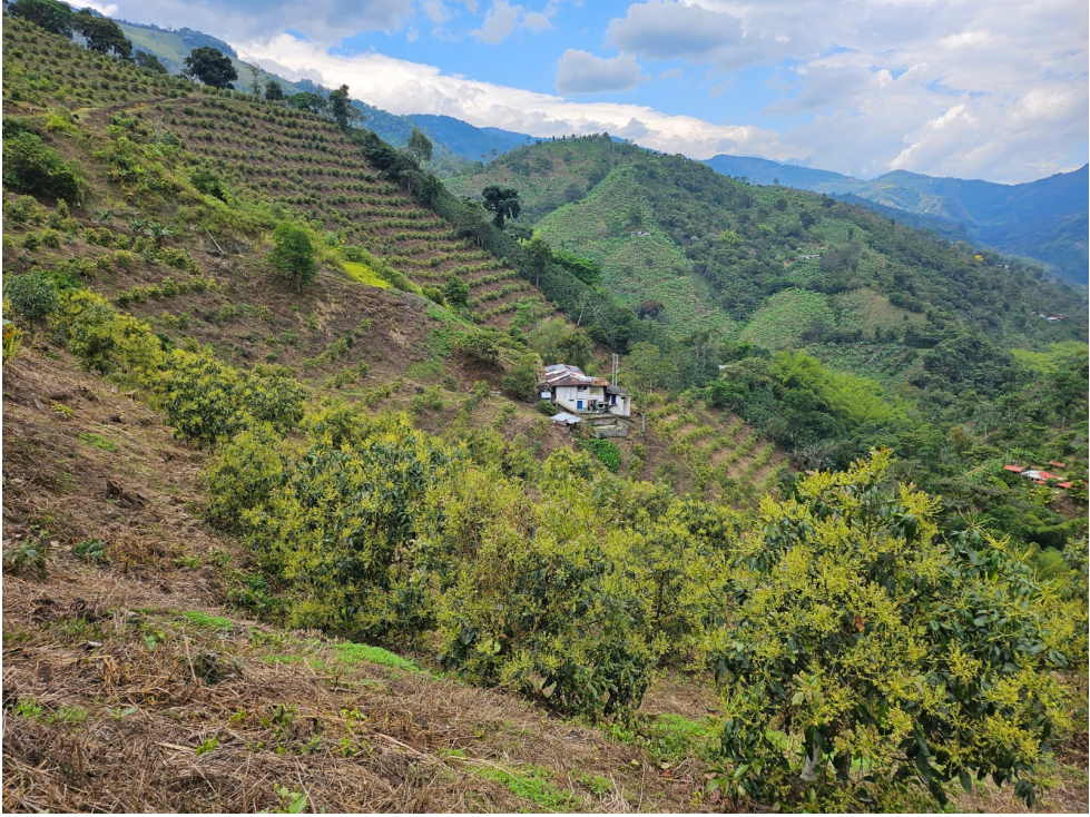 Venta Finca Genova Quindio COD: 8035924 - 1