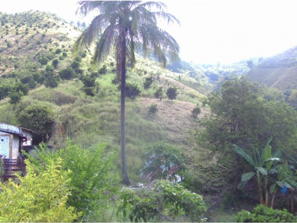 Venta Finca Buenavista Quindio - Colombia COD: 9271712 - 3