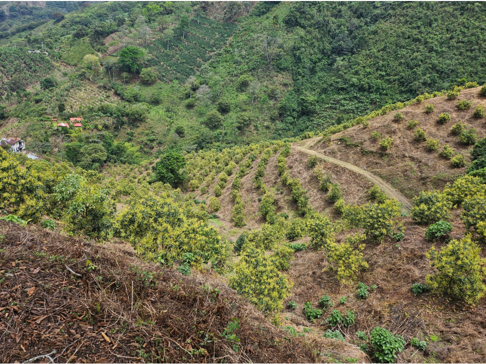 Venta Finca Genova Quindio COD: 8035924 - 5