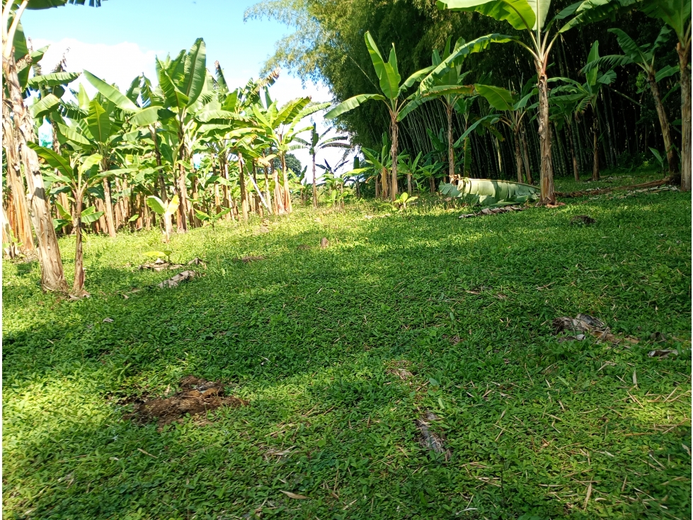 Venta Lote vía Montenegro a Quimbaya, Quindío - Colombia COD: 9275741 — foto 3