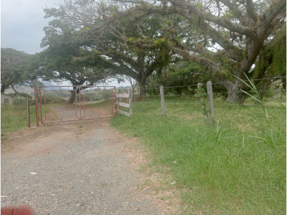 Venta Finca Sevilla vía La Paila, Valle del Cauca COD: 8201383 — foto 4