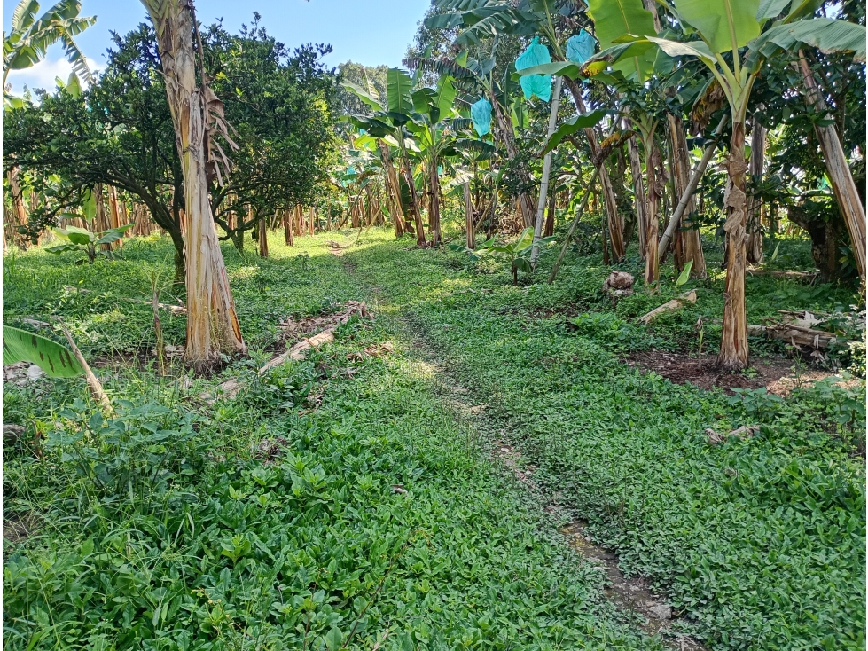 Venta Lote vía Montenegro a Quimbaya, Quindío - Colombia COD: 9275741 — foto 4