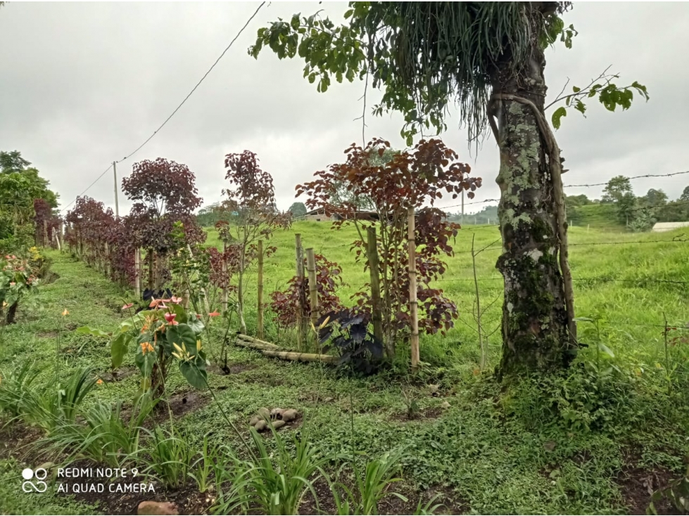 Venta Lote Filandia Quindio - Colombia COD: 3830684 - 4
