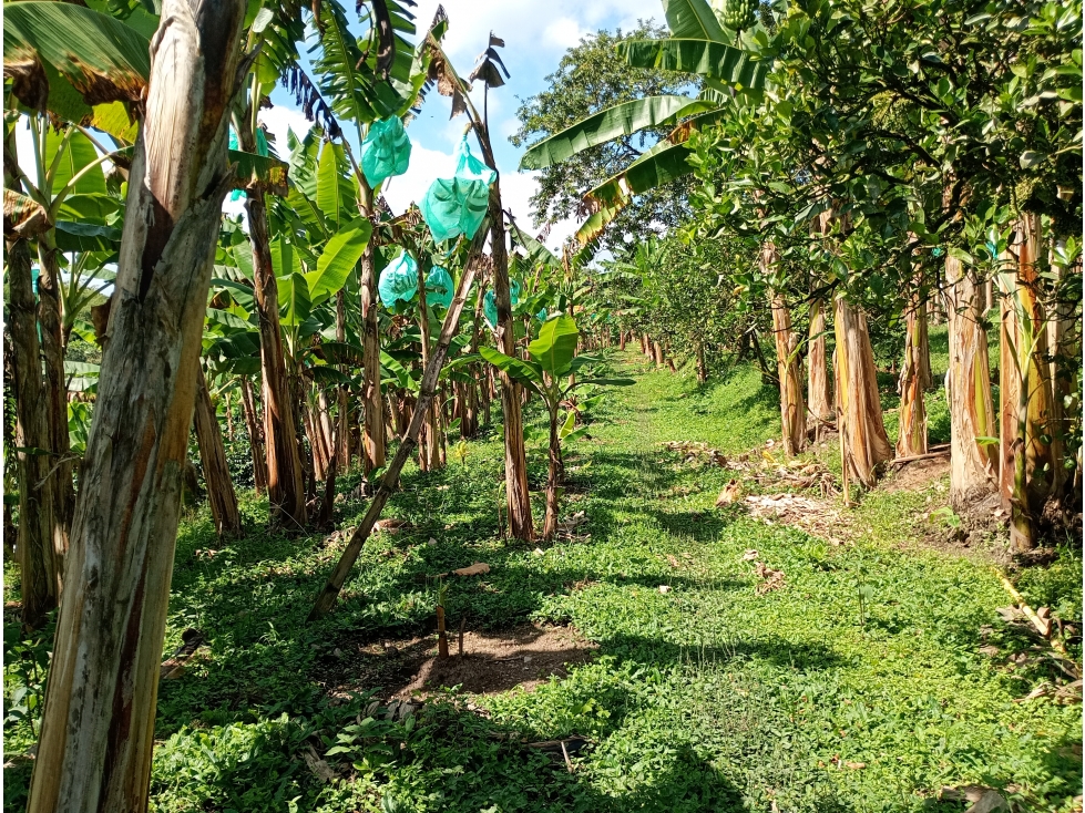 Venta Lote vía Montenegro a Quimbaya, Quindío - Colombia COD: 9275741 — foto 5