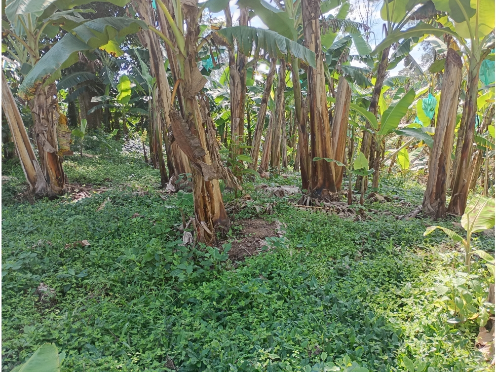 Venta Lote vía Montenegro a Quimbaya, Quindío - Colombia COD: 9275741 — foto 6
