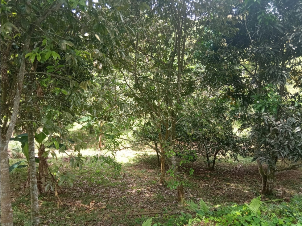 Venta Chalet La Tebaida Quindío (COL) COD: 4458183 - 6