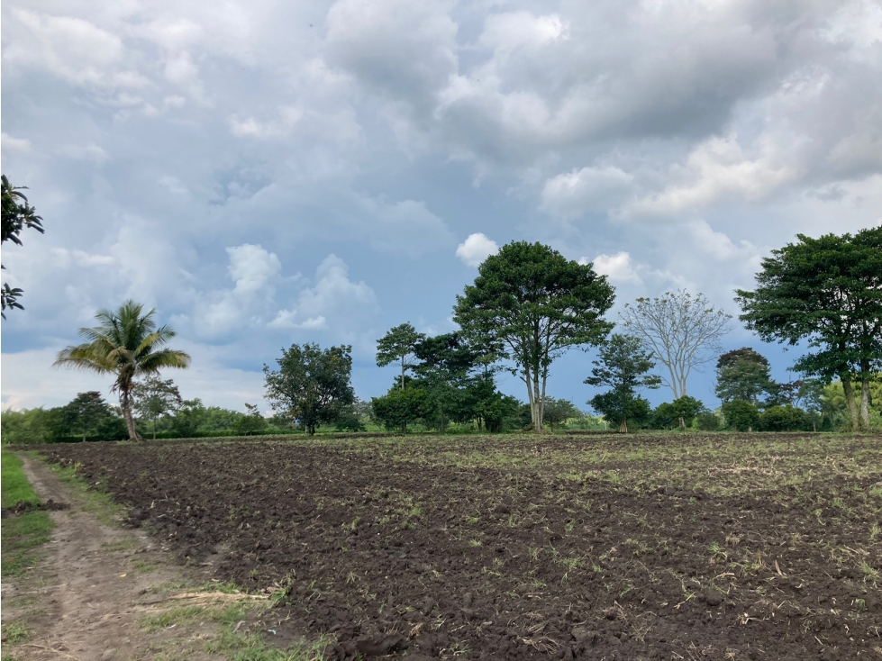 Venta Lote Tebaida Quindio - Colombia COD: 6204474 - 1