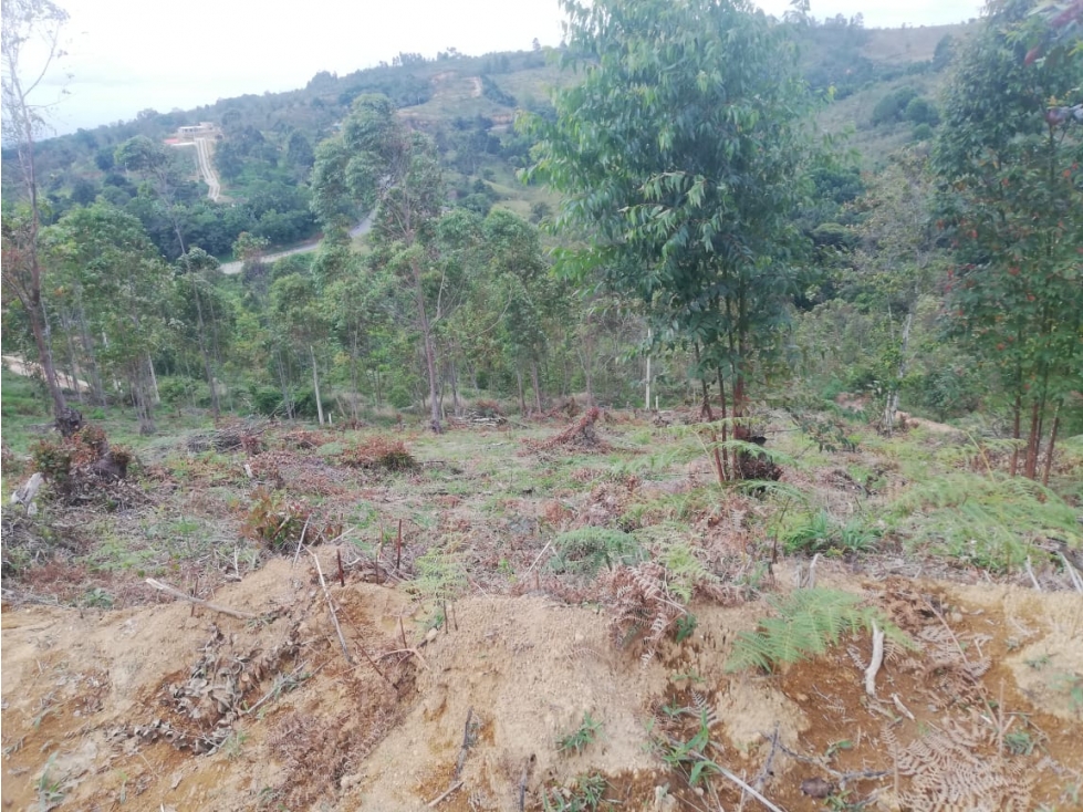LUXA INMOBILIARIA VENDE o PERMUTA LOTE ALTOS DE CATLEYA.VIA TOTORO — foto 3