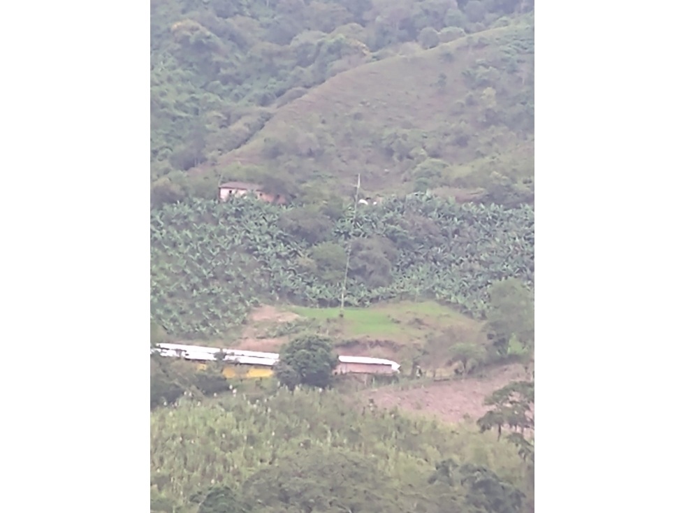 FINCA AVICOLA Y PLATANERA EN GUACARI - 2