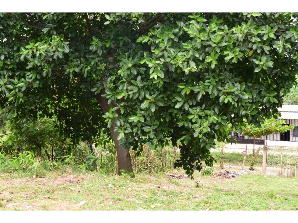 LOTE PARA LA VENTA EN RICAURTE CUNDINAMARCA. - 5